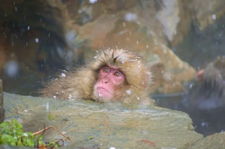 From Myoko Kogen: Snow Monkey Park and Zenkoji Temple Tour - Key things to know before you go