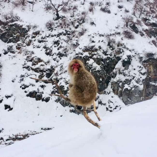 From Myoko Kogen: Snow Monkey Park and Zenkoji Temple Tour - Should you book the Snow Monkey Park and Zenkoji Temple tour?