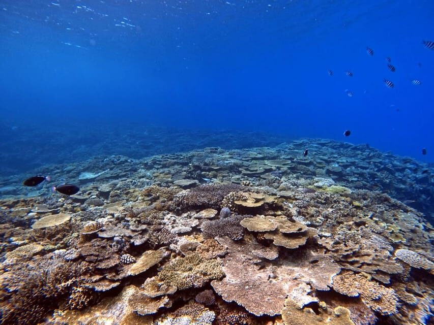 From Naha Scuba Diving Trip in Kerama(for certified divers) - The Underwater Plan: Two Included Sessions in Kerama National Park