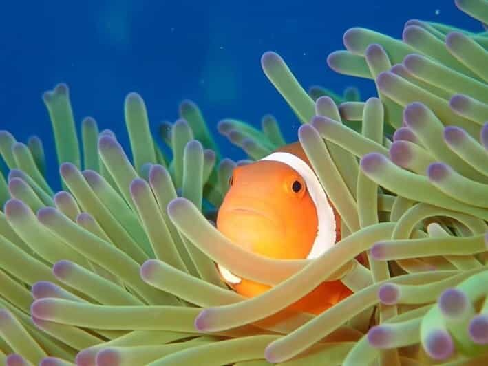 From Naha Scuba Diving Trip in Kerama(for certified divers) - What to Bring (So Your Day Doesn’t Get Annoying)