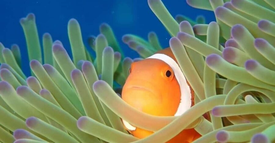 From Naha Scuba Diving Trip in Kerama(for certified divers) - Small-Group Care: Why the Group Size Changes Everything