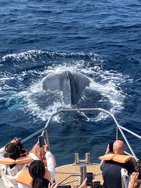 From Naha: Whale Watching with Pickup and English Guide - Key things I’d circle before you go