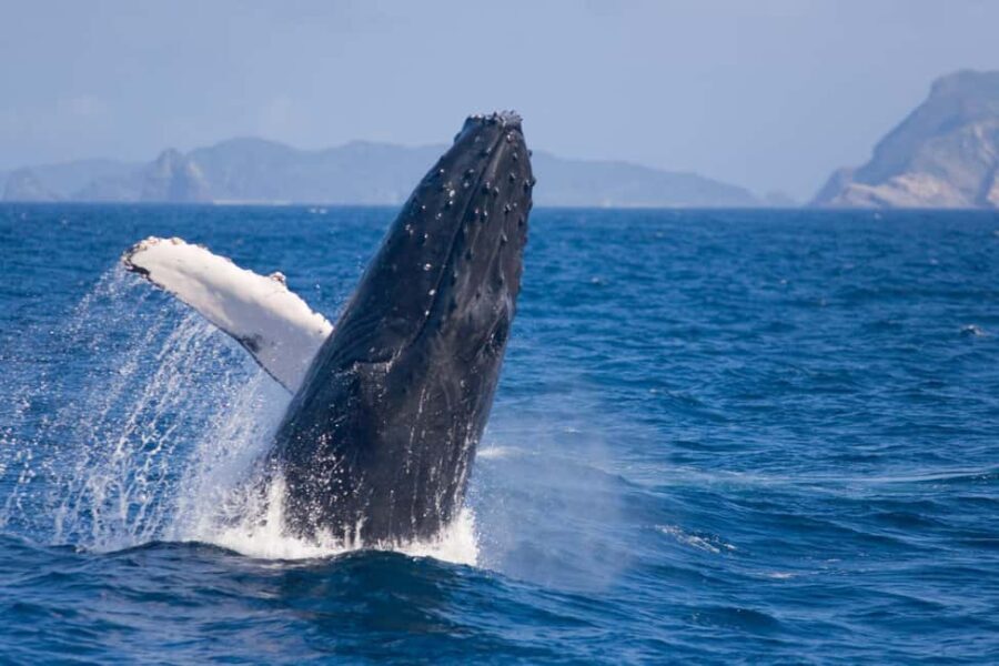 From Naha: Whale Watching with Pickup and English Guide - Okinawa Humpback Whales From Naha: What This 3-Hour Trip Really Delivers