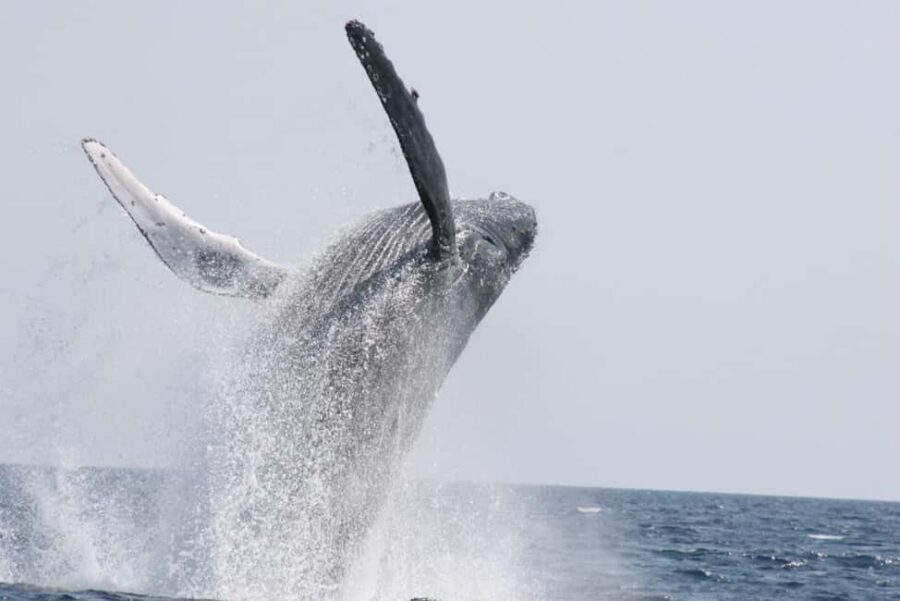From Naha: Whale Watching with Pickup and English Guide - What the Whale Watching Time Feels Like (and Why You Only Get One Close Hour)