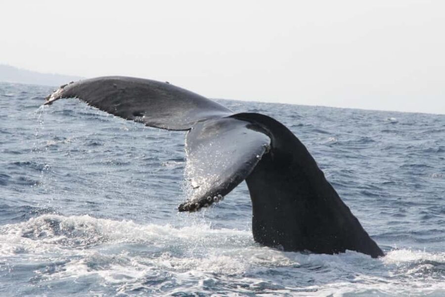 From Naha: Whale Watching with Pickup and English Guide - Who This Tour Fits Best (and Who Should Skip It)