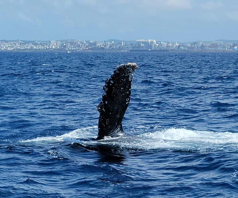 From Naha: Whale Watching with Pickup and English Guide - Meeting at Naha Miegusuku Port: Check-In, Consent, and the Departure Clock
