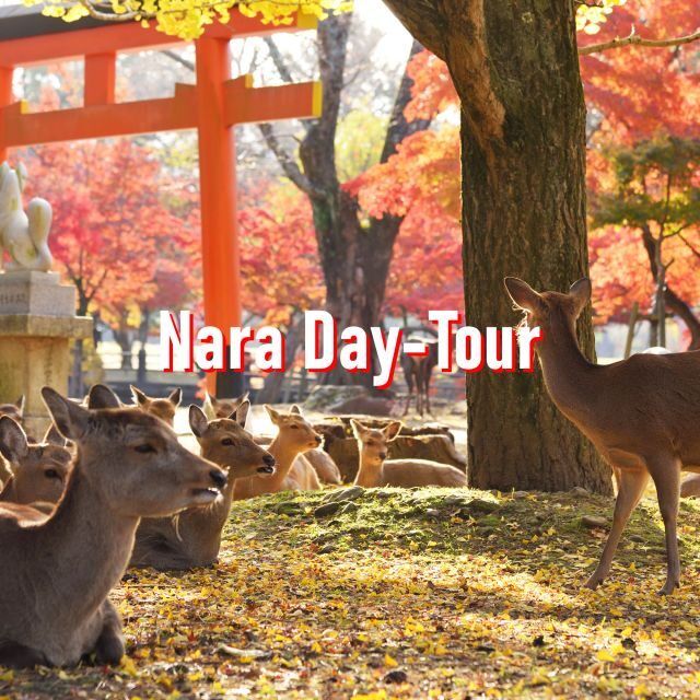 From Osaka: 10-hour Private Customized Tour to Nara - Why a private car is the smart move for a Nara day