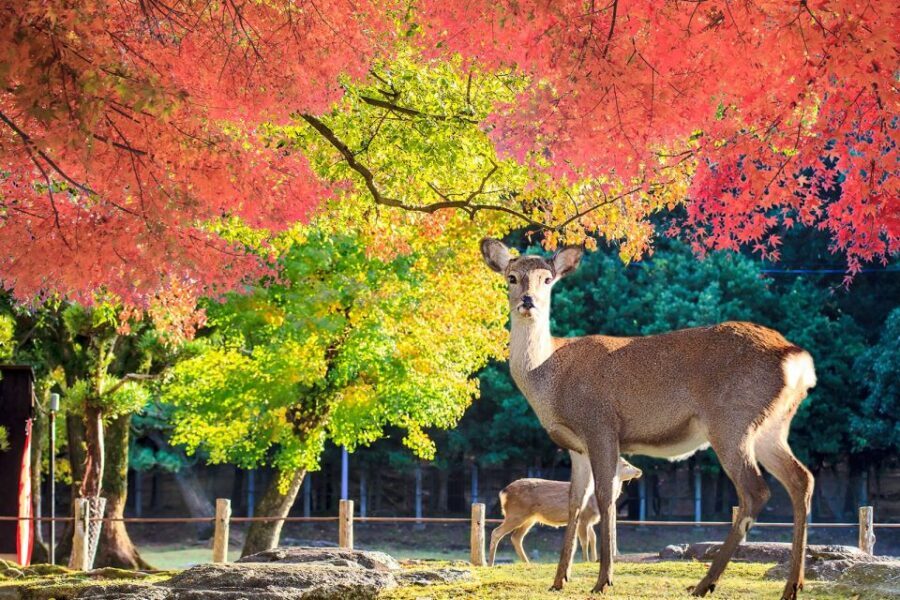 From Osaka: 10-hour Private Customized Tour to Nara - Price and value: $651 per group up to 3, what it really covers