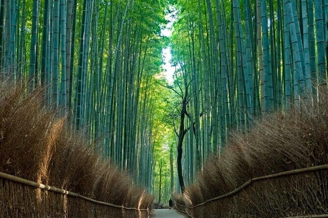 From Osaka/Kyoto: Kyoto & Nara Day Trip with Optional Lunch - Quick takes before you go