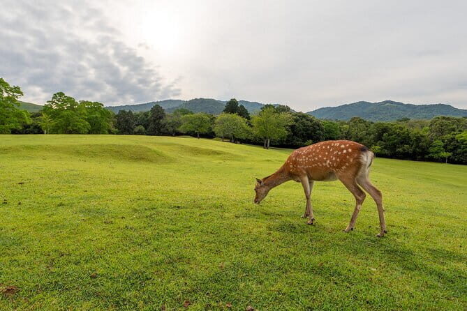 From Osaka/Kyoto: Kyoto & Nara Day Trip with Optional Lunch - A one-day hit list: Arashiyama, Nara, and Fushimi Inari