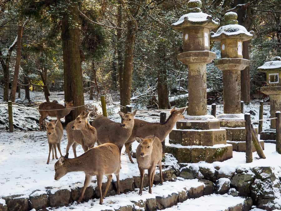 From Osaka: Kyoto & Nara Highlights Day Tour (7 attractions) - Byodoin Temple and Uji Omotesando: The 10-Yen Moment Plus Matcha Time