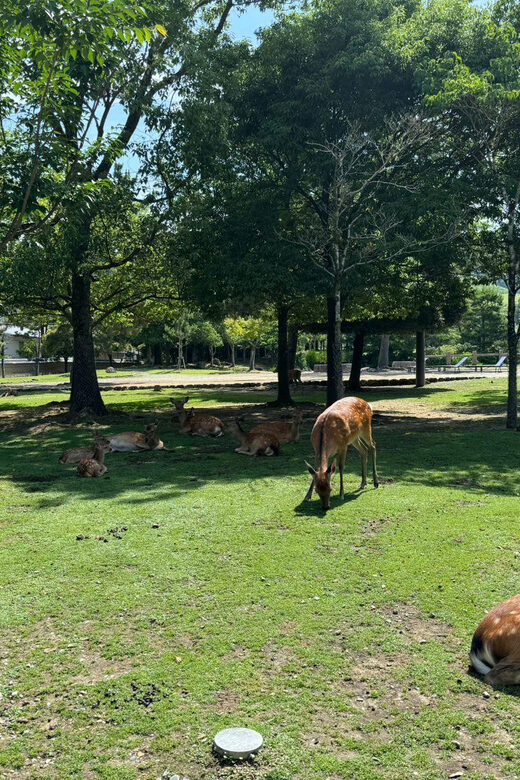 From Osaka/Kyoto: Nara One Day Private Tour - Why a private Nara day feels easier than DIY