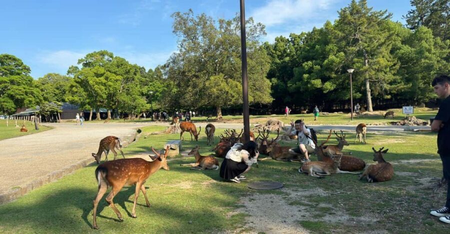 From Osaka/Kyoto: Nara One Day Private Tour - Kofuku-ji and the Nara skyline you can’t miss