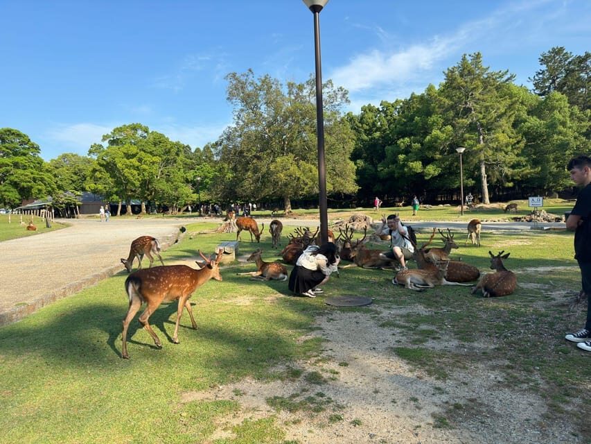 From Osaka/Kyoto: Nara One Day Private Tour - Heijo Palace Site Museum: the photo-stop anchor