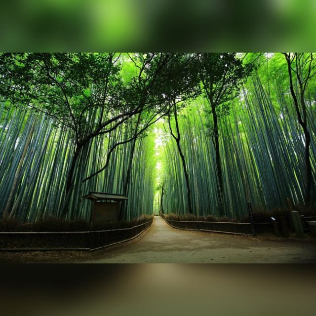 From Osaka/Kyoto: Private Kyoto & Nara Day Trip with Pickup - Key highlights you’ll feel from the start