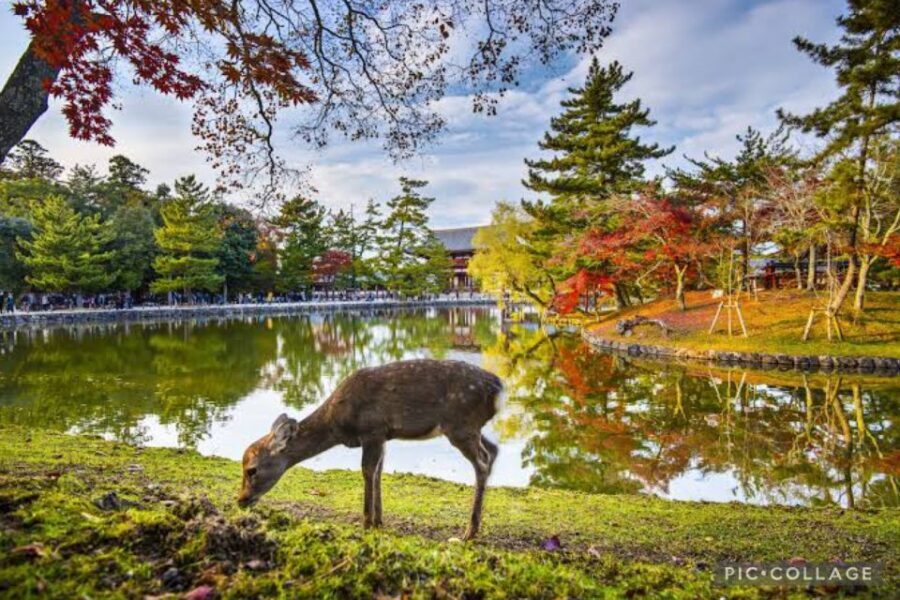 From Osaka/Kyoto: Private Kyoto & Nara Day Trip with Pickup - FAQ