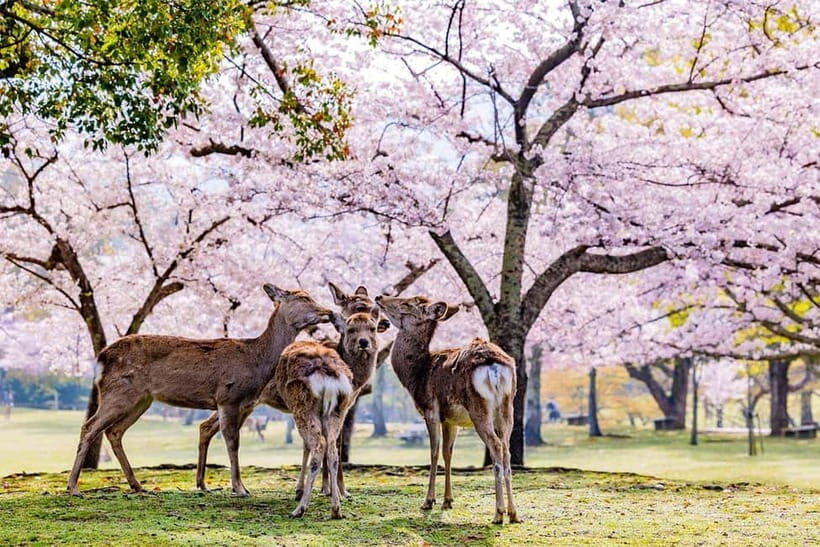 From Osaka: Nara Deer & Kyoto Kiyomizudera Sightseeing Tour - How this Osaka to Kyoto and Nara day trip really feels