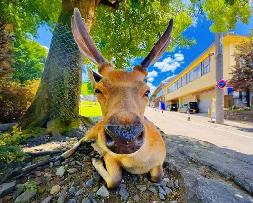From Osaka: Nara Deer & Kyoto Kiyomizudera Sightseeing Tour - Pickup in Osaka and the WhatsApp meet-up: where days get made or missed