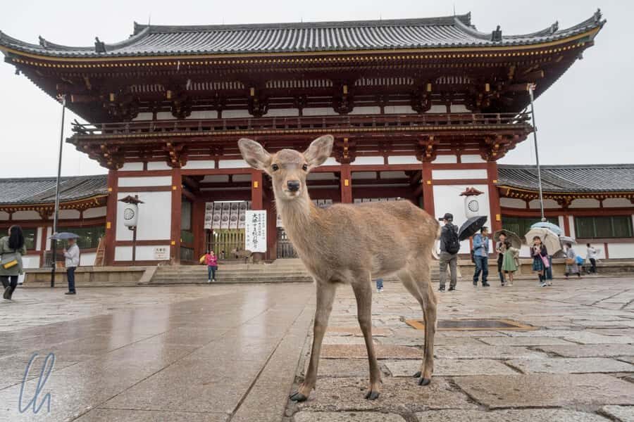 From Osaka: Nara, Kiyomizu-dera & Fushimi Inari Trip - Getting Started at Osaka Mode Gakuen (And How Not to Waste Time)