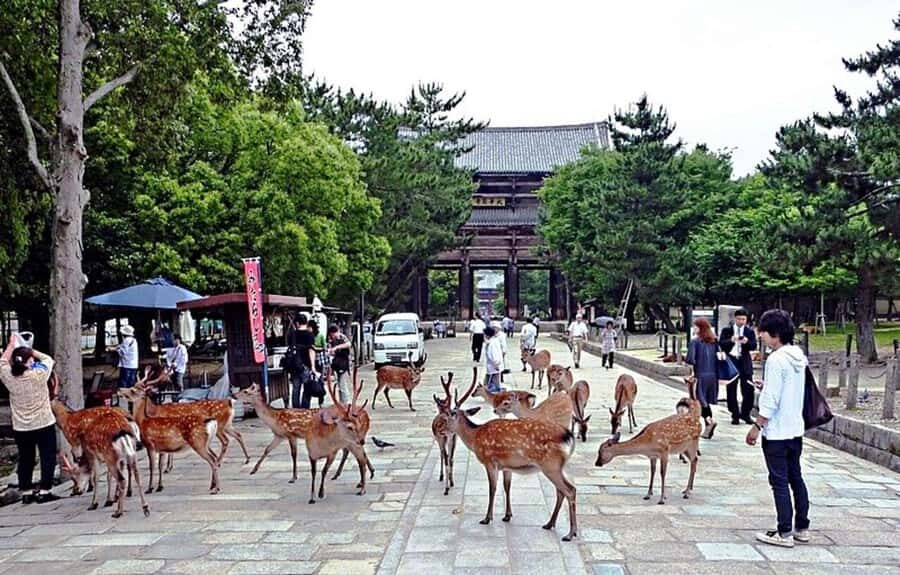 From Osaka: Nara, Kiyomizu-dera & Fushimi Inari Trip - Expect Long Bus Time Between Nara and Kyoto