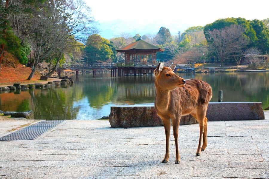 From Osaka: Nara, Kiyomizu-dera & Fushimi Inari Trip - Kiyomizu-dera: UNESCO Views and Otowa Waterfall