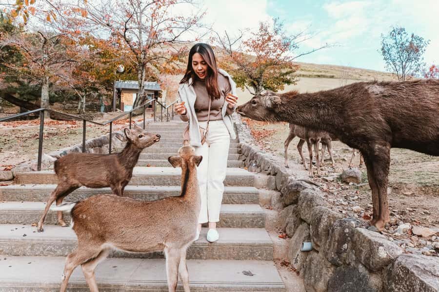 From Osaka: Nara, Kiyomizu-dera & Fushimi Inari Trip - Nara Park Deer and Deer-Proofing Your Expectations