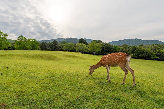 From Osaka or Kyoto: Kyoto and Nara 1-Day Bus Tour - Why a one-day bus tour makes sense in Kansai