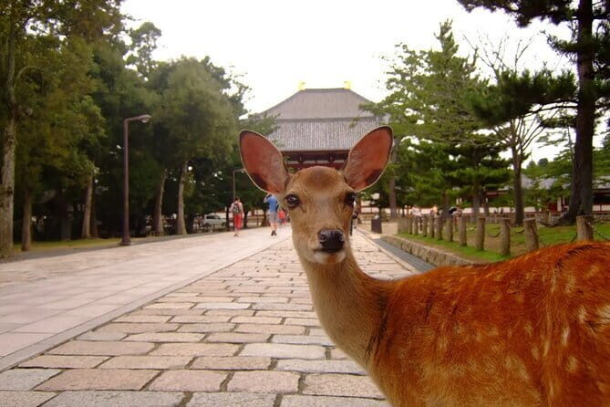 From Osaka or Kyoto: Kyoto and Nara 1-Day Bus Tour - Kinkaku-ji (Golden Pavilion): short visit, big visual payoff