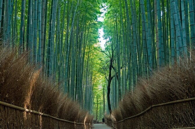 From Osaka or Kyoto: Kyoto and Nara 1-Day Bus Tour - Price and value: what you’re paying for (and what it doesn’t include)