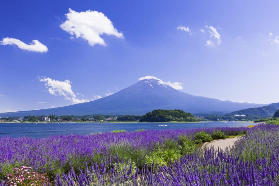 From Tokyo: Fuji Mountain Area - FujiQ - Lake Kawaguchiko - Chureito Pagoda - Oishi Park: where Mount Fuji meets the flowers