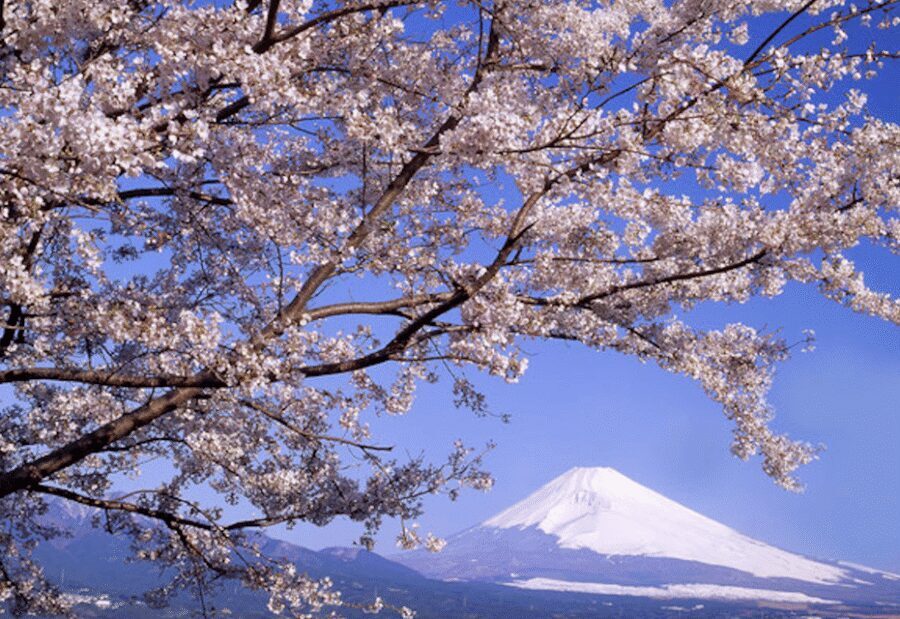 From Tokyo: Mt. Fuji, Hakone, Owakudani & Lake Ashi Bus Tour - Meeting Point in Shinjuku: Arrive Early or You’ll Miss the Day