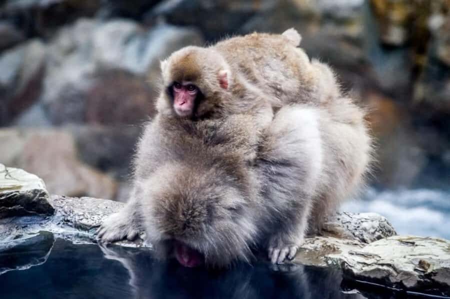 From Tokyo: Nagano Full Day Private Snow Monkey Park Tour - Key Highlights You’ll Care About