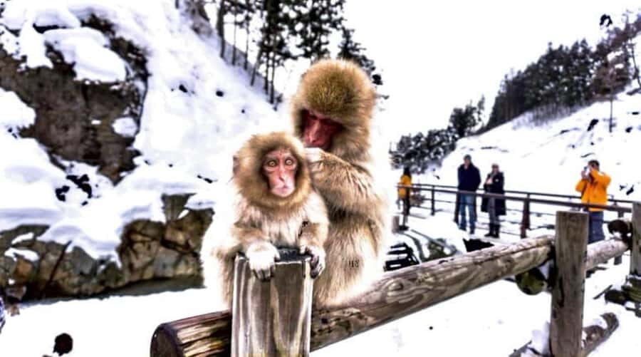 From Tokyo: Nagano Full Day Private Snow Monkey Park Tour - From Tokyo: Why This Private Nagano Day Trip Works