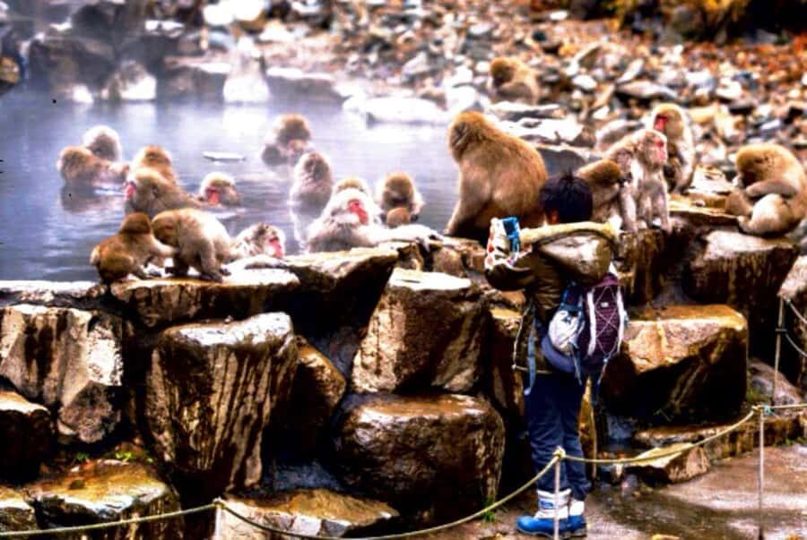 From Tokyo: Nagano Full Day Private Snow Monkey Park Tour - Zenkoji Temple: A Quiet Cultural Reset After the Cold