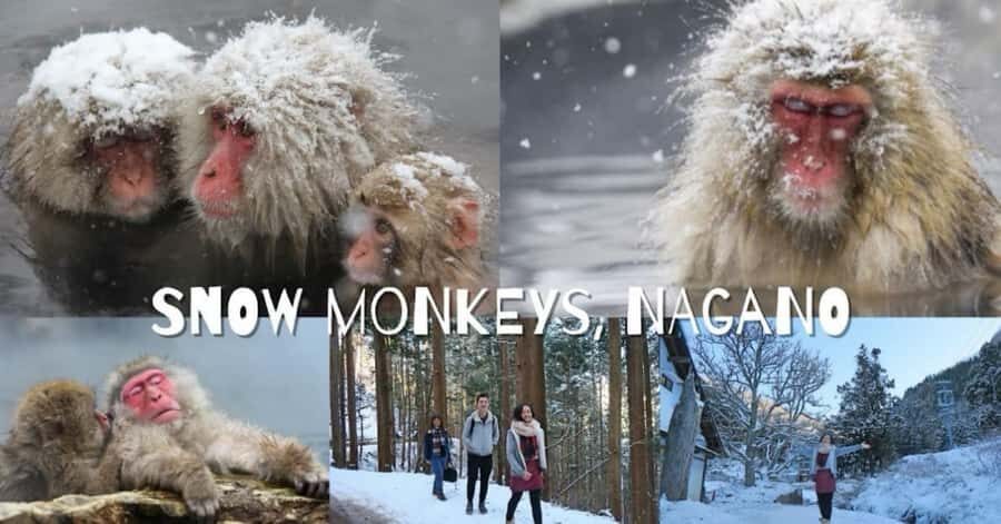 From Tokyo: Nagano Full Day Private Snow Monkey Park Tour - The Miso Brewery Stop: Learning Without Turning It Into a Shop Tour