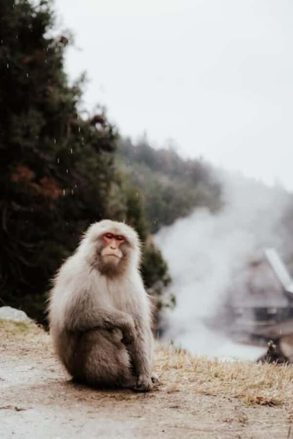 From Tokyo: Nagano Full Day Private Snow Monkey Park Tour - Door-to-Door Convenience and Private Driver Care