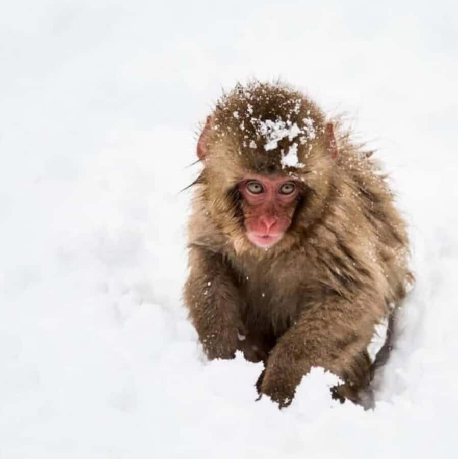 From Tokyo: Nagano Full Day Private Snow Monkey Park Tour - Jigokudani Yaen-Koen: The Snow Monkey Experience You Actually See