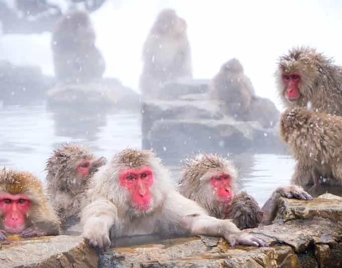 From Tokyo/Nagano : Private Snow Monkeys Park Full Day Trip - Key things you should know