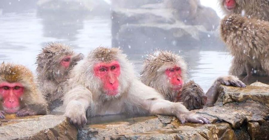 From Tokyo/Nagano : Private Snow Monkeys Park Full Day Trip - Jigokudani Monkey Park: winter baths, close viewing, and a steady climb