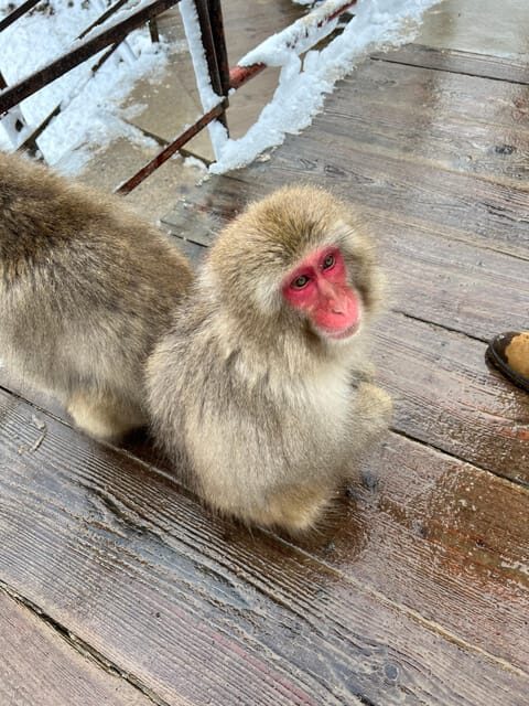 From Tokyo: Nagano Snow Monkey Park Zenkoji Temple Day Trip - Key points worth knowing