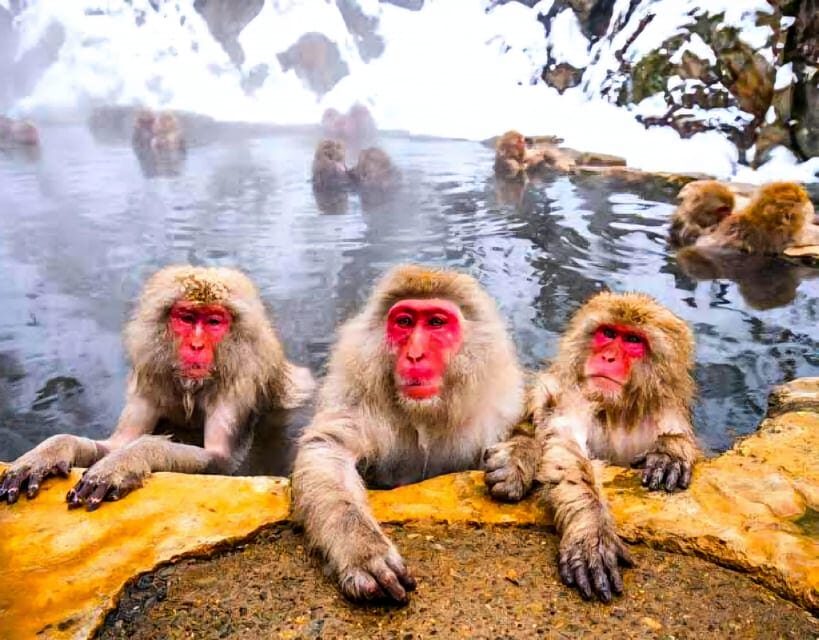 From Tokyo: Nagano Snow Monkey Park Zenkoji Temple Day Trip - Matsushiro Castle Ruins: History Views Without the Museum Fatigue