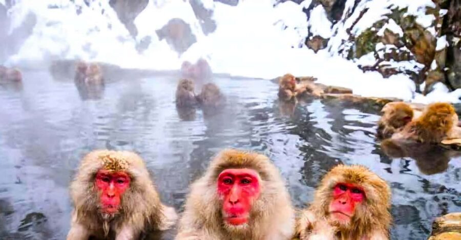 From Tokyo: Nagano Snow Monkey Park Zenkoji Temple Day Trip - Shibu Onsen Break: Your Reward After Winter Walking