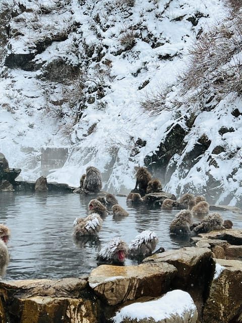 From Tokyo: Nagano Snow Monkey Park Zenkoji Temple Day Trip - Price and Logistics: Private Transfers Without the Rail Math