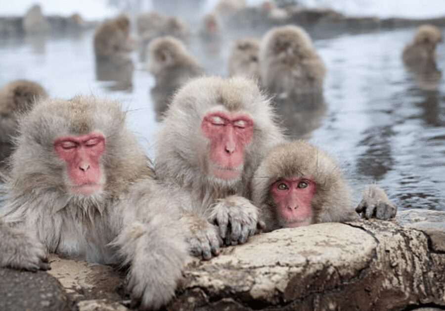 From Tokyo: Private Day Trip to Snow Monkey & Zenkoji - A one-day Tokyo break in Nagano: short, focused, and worth it