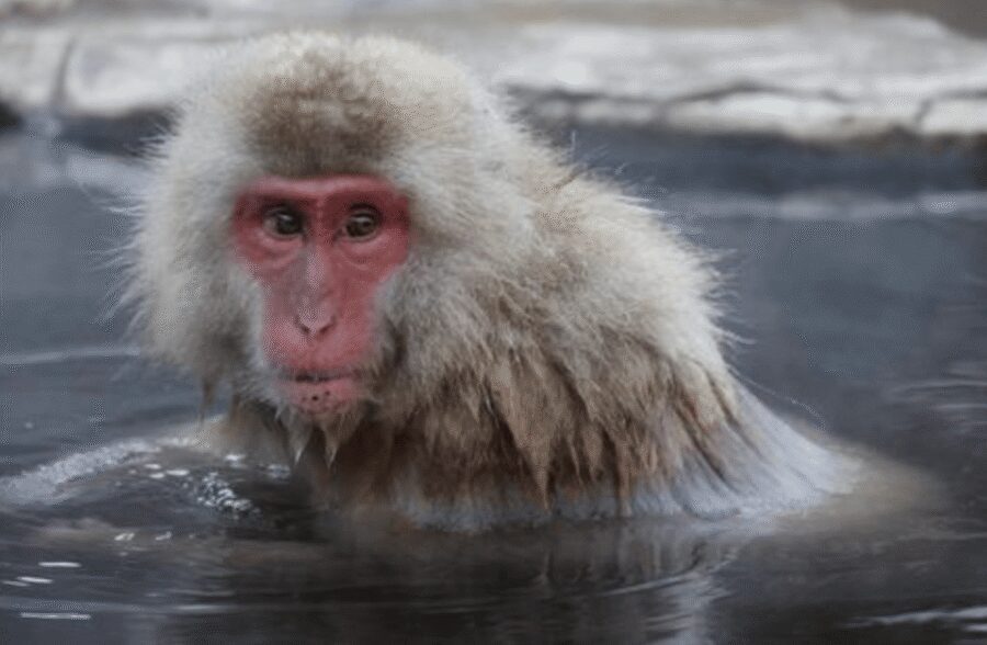 From Tokyo: Private Day Trip to Snow Monkey & Zenkoji - Zenkoji Temple: old faith, guided context, and a calmer pace