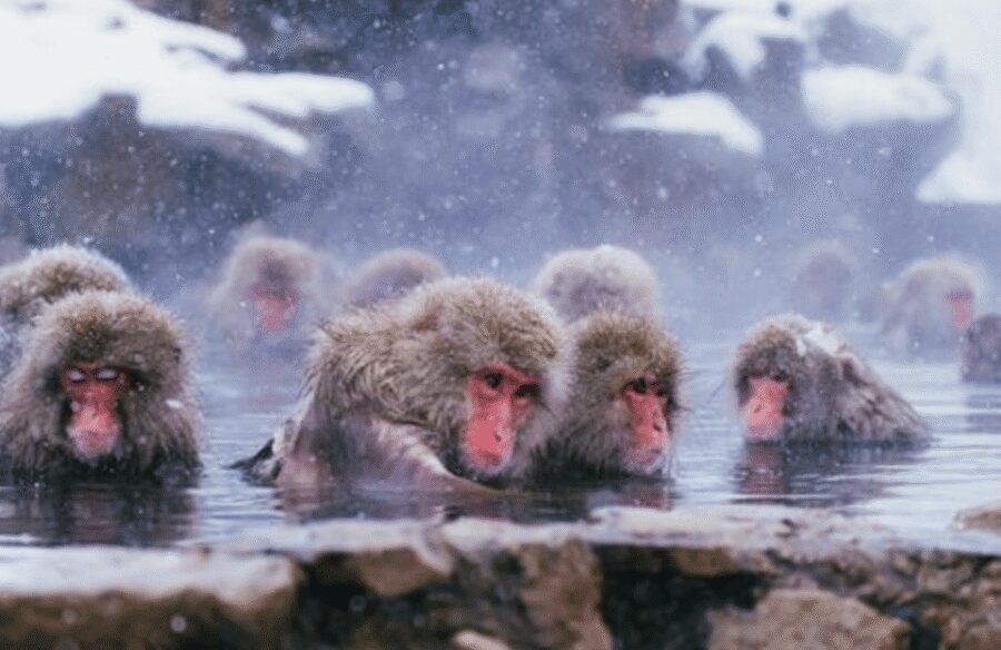 From Tokyo: Private Day Trip to Snow Monkey & Zenkoji - Transportation and private group setup: comfort with a real local vibe