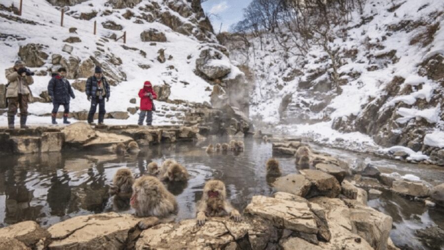 From Tokyo: Private Tour Snow Monkey Park & Zenko-ji Temple - Jigokudani Monkey Park: the hot-spring moment you plan your whole day for