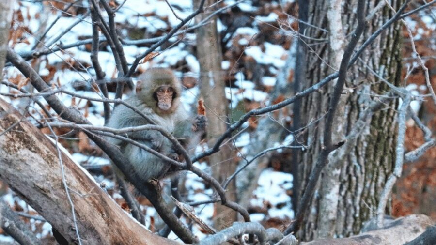 From Tokyo: Private Tour Snow Monkey Park & Zenko-ji Temple - Zenko-ji Temple: one hour to slow down in Nagano’s spiritual core
