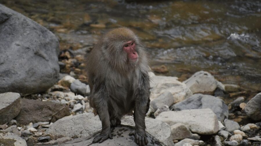 From Tokyo: Private Tour Snow Monkey Park & Zenko-ji Temple - Shibu Onsen: the onsen town break that feels more local than staged
