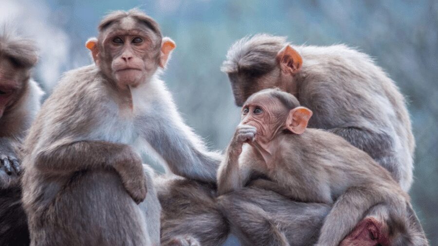 From Tokyo: Private Tour Snow Monkey Park & Zenko-ji Temple - Timing math: you’ll do a lot of driving, so plan your mindset